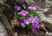 Pizzo Pradella (2626 m) con tanti bei fiori, salito da Valgoglio il 9 luglio 2016 - FOTOGALLERY